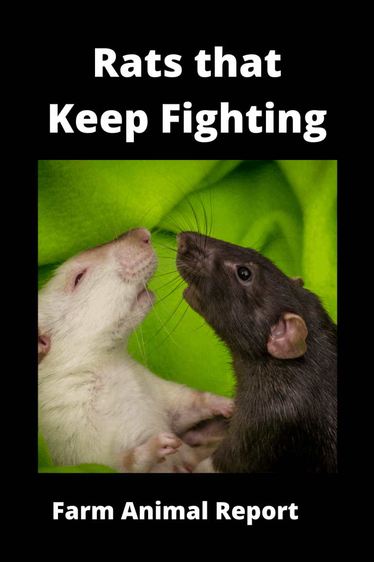 Dealing With Rats That Keep Fighting: A Practical Guide