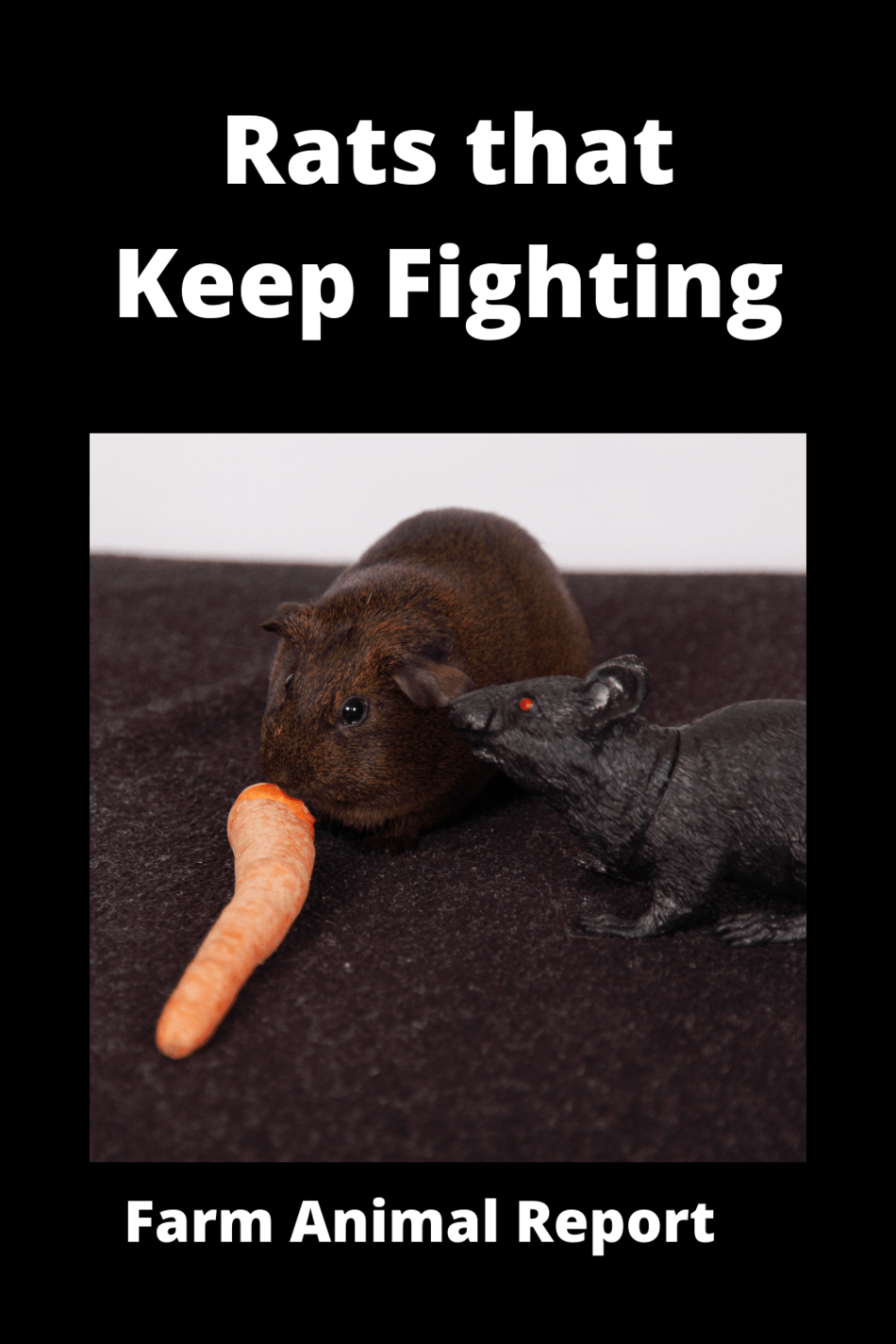 Dealing With Rats That Keep Fighting A Practical Guide