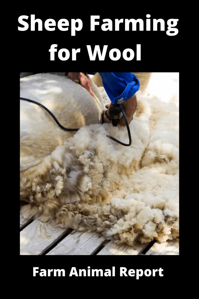 Sheep Farming for Wool 3