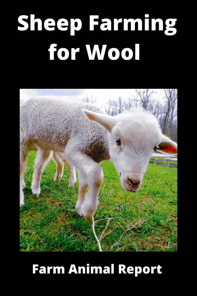 Sheep Farming for Wool 1