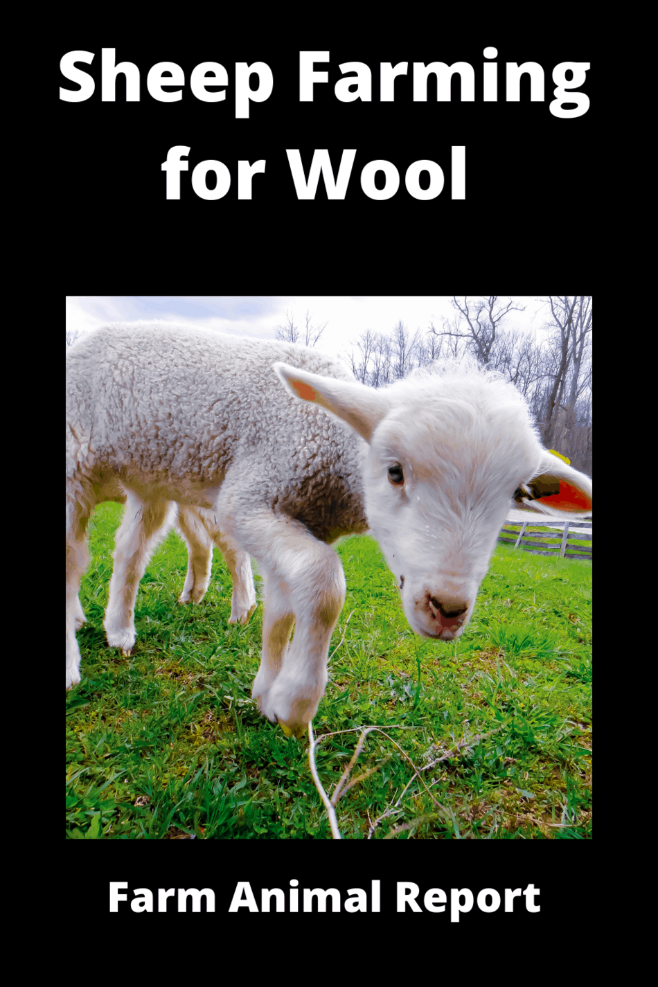 Sheep Farming For Wool