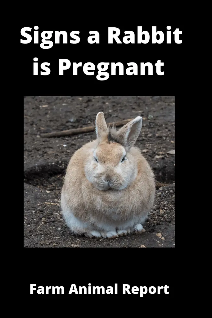 11 Symptoms of a Pregnant Rabbit {VIDEO} 2