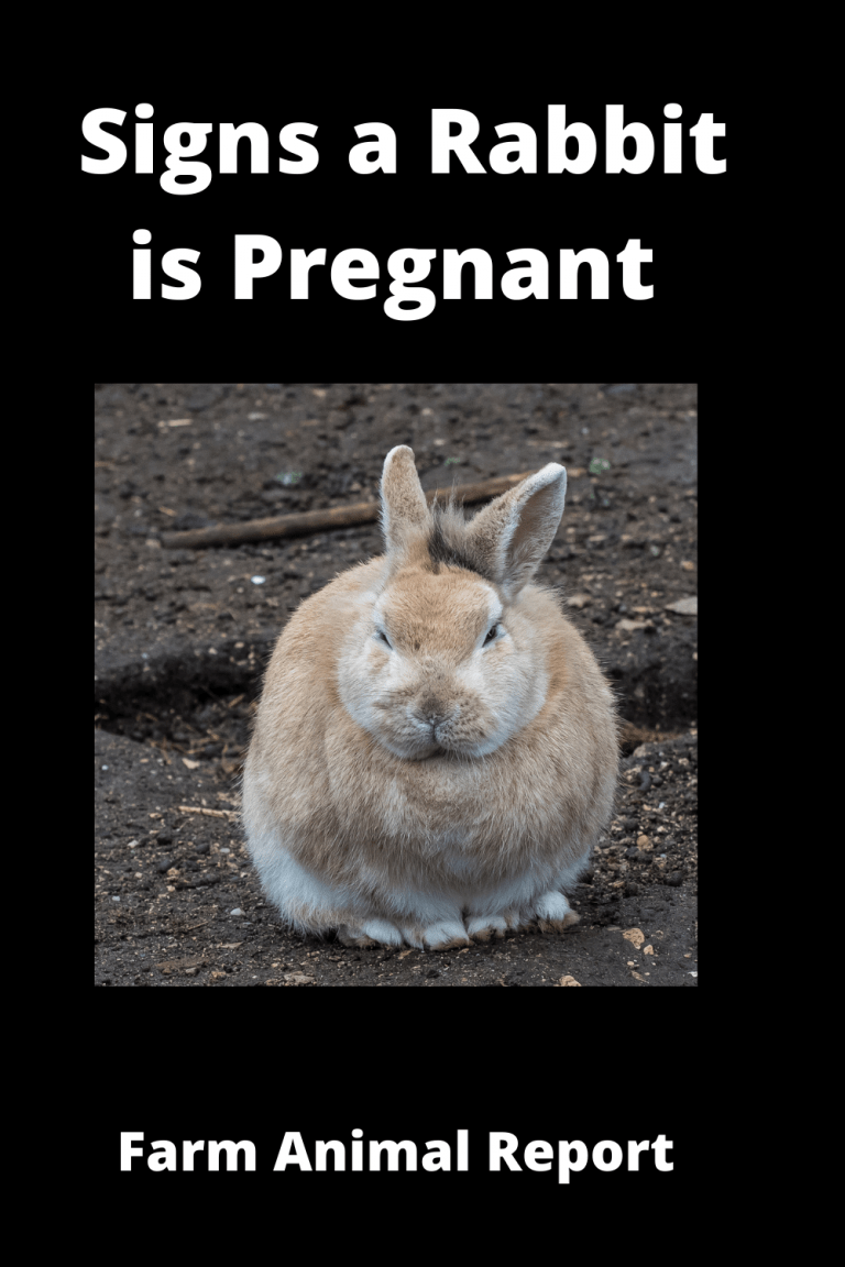 11 Symptoms Of A Pregnant Rabbit {VIDEO}