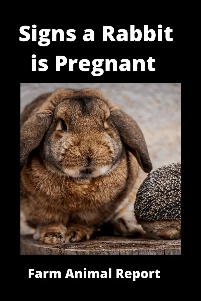 11 Symptoms of a Pregnant Rabbit {VIDEO} 3