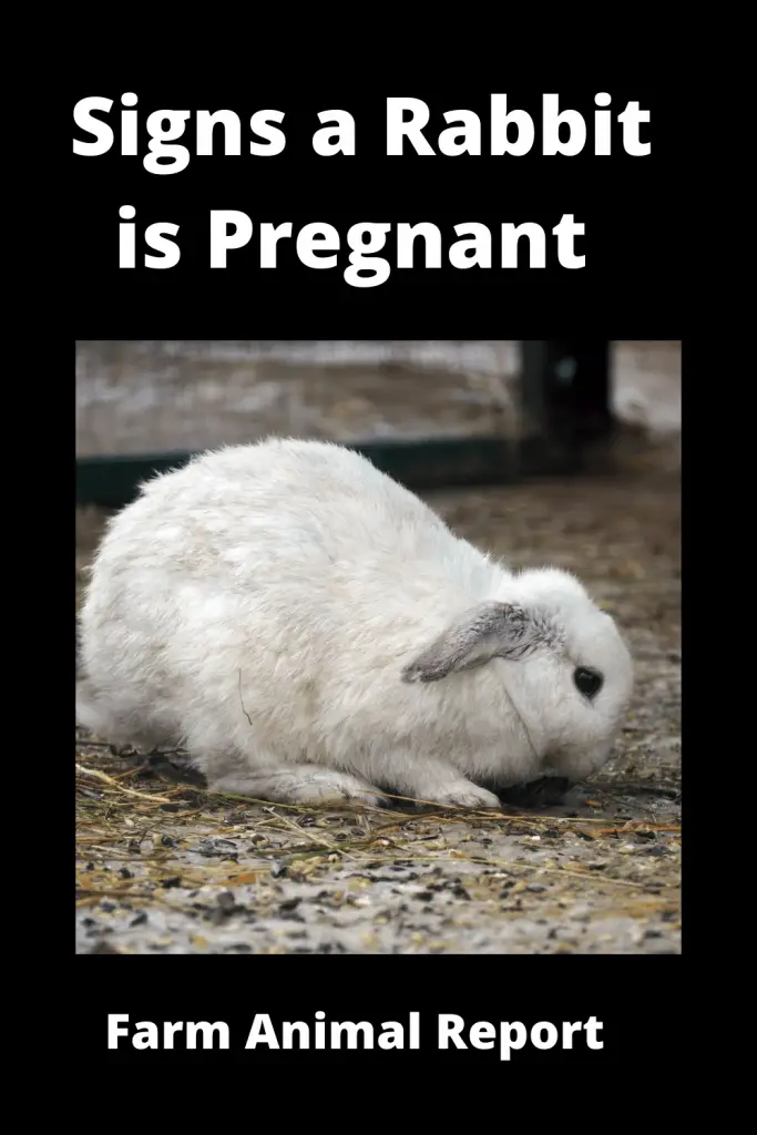 11 Symptoms of a Pregnant Rabbit {VIDEO} 4