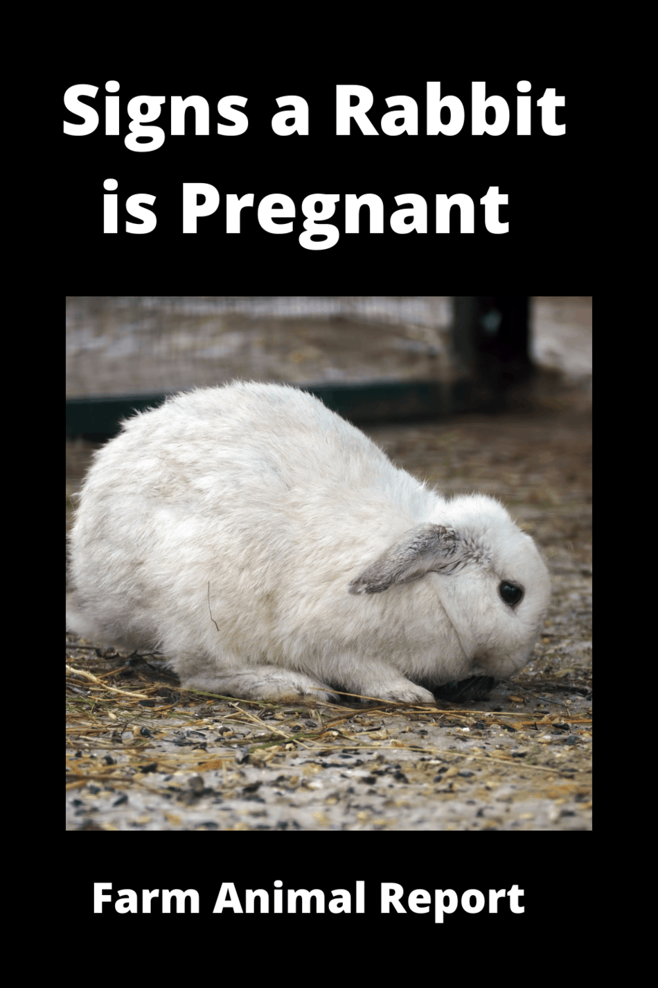 11 Symptoms Of A Pregnant Rabbit {VIDEO}