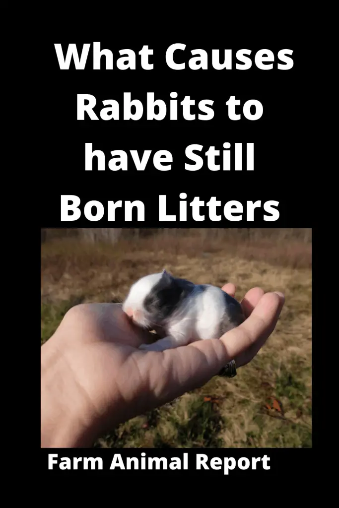 15 Reasons:  Stillborn Rabbit | Rabbit | Rabbits | Stillbirth (2022) 3