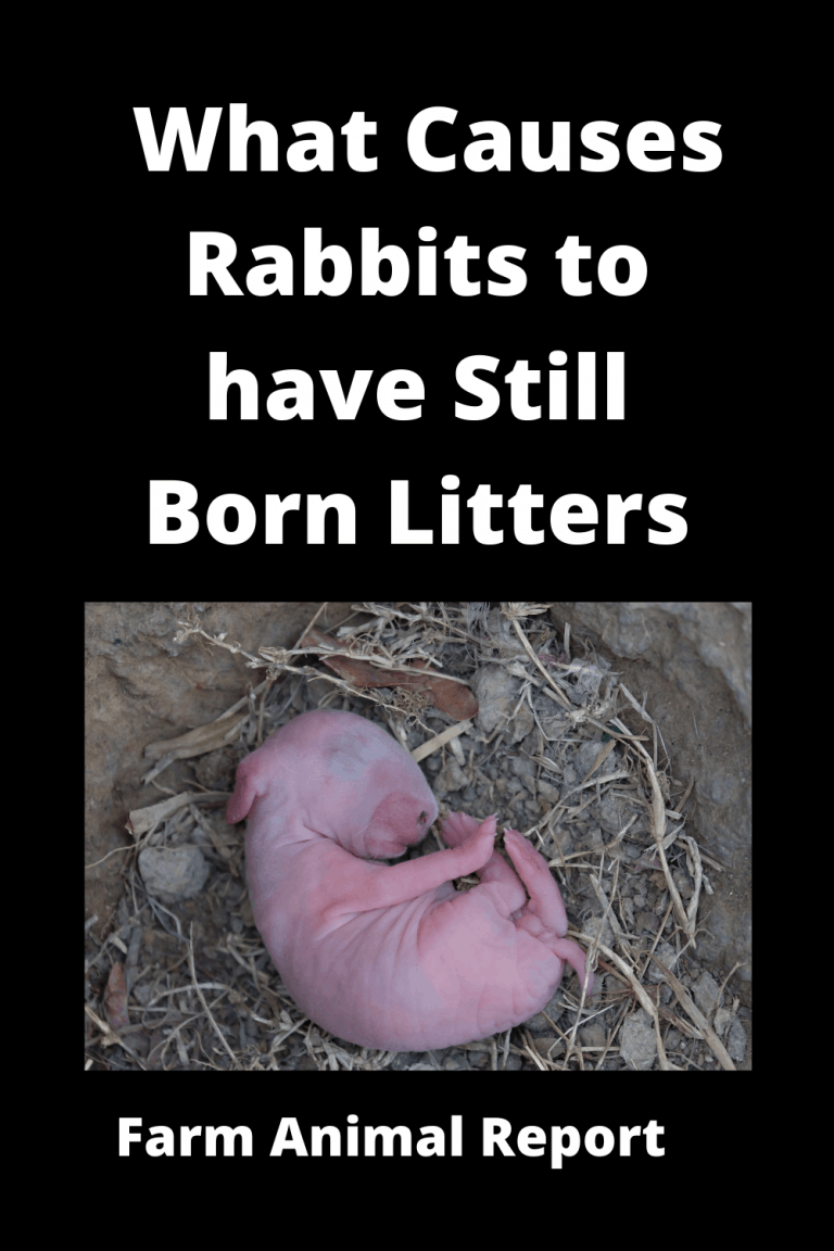 15 Reasons Stillborn Rabbit Rabbit Rabbits Stillbirth (2024)