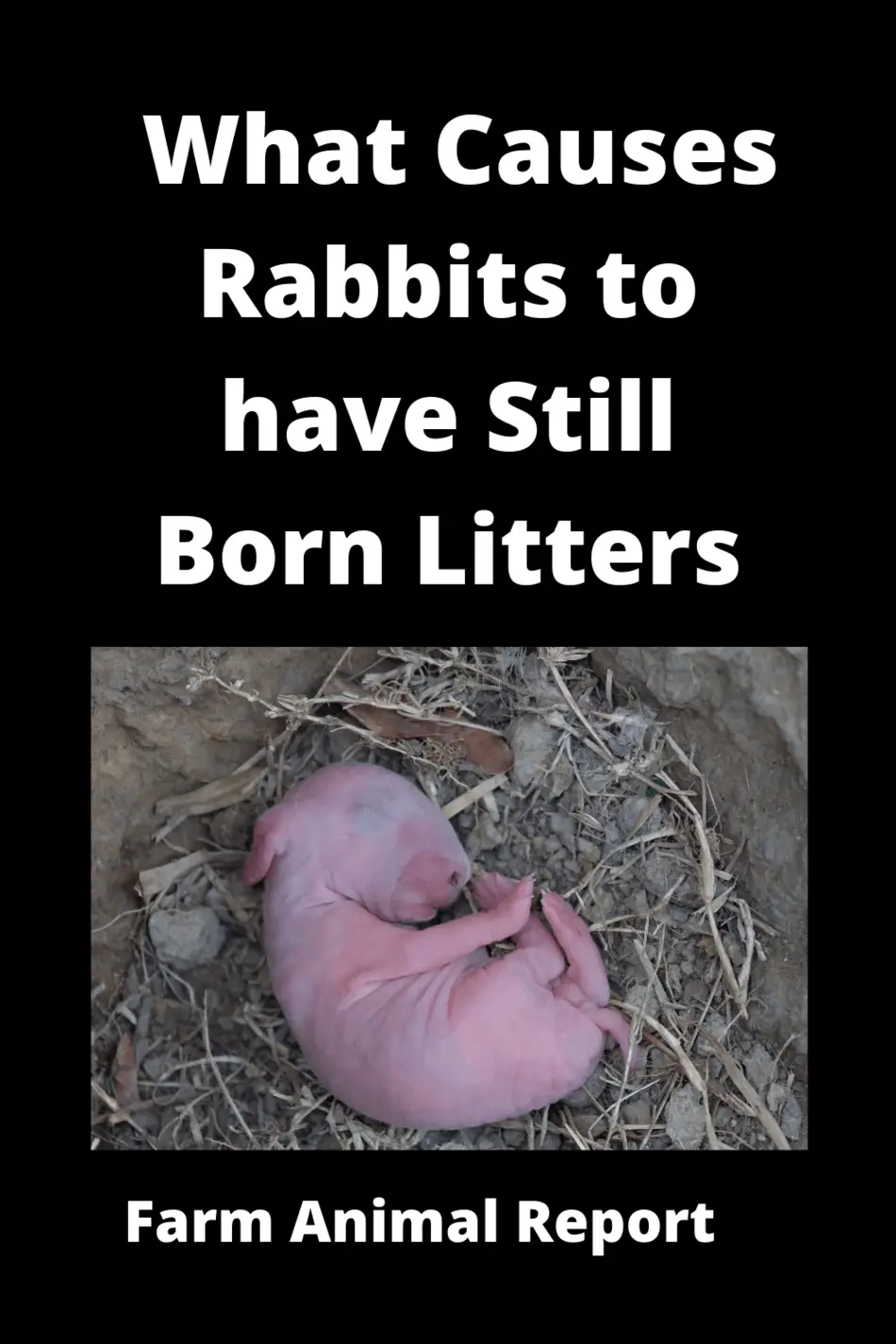 15 Reasons Stillborn Rabbit Rabbit Rabbits Stillbirth (2024)