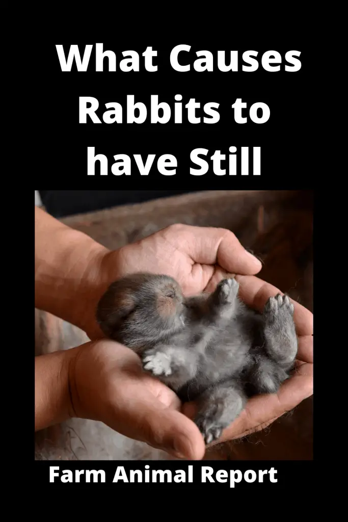 15 Reasons:  Stillborn Rabbit | Rabbit | Rabbits | Stillbirth (2022) 4