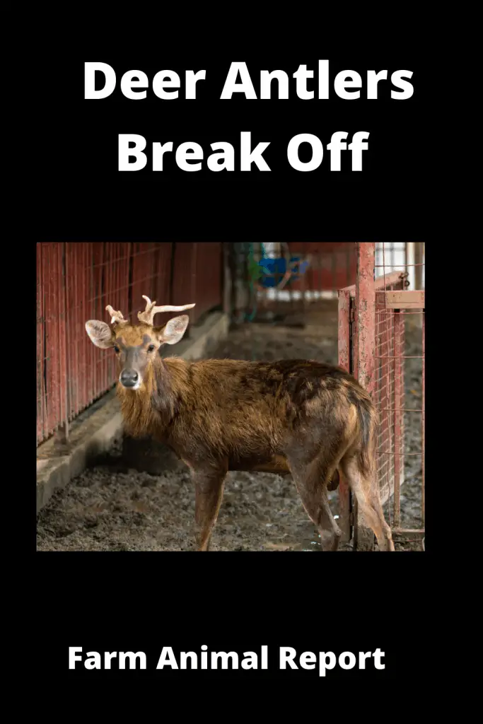 What Happens If Deer Antlers Break Off / 5 How to Videos 2