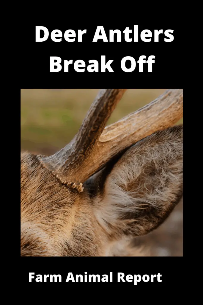 What Happens If Deer Antlers Break Off / 5 How to Videos 4