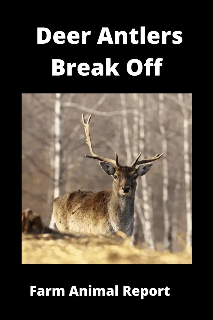 What Happens If Deer Antlers Break Off / 5 How to Videos 1