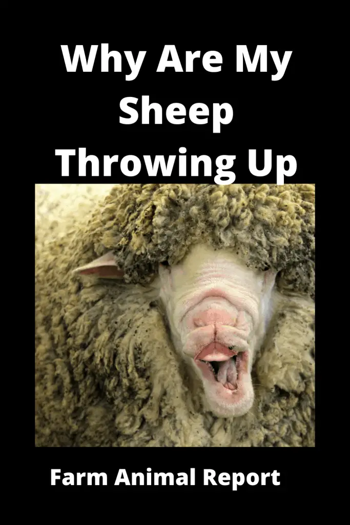 5 Symptoms: Why Are My Sheep Throwing Up (With 4 Videos) 4