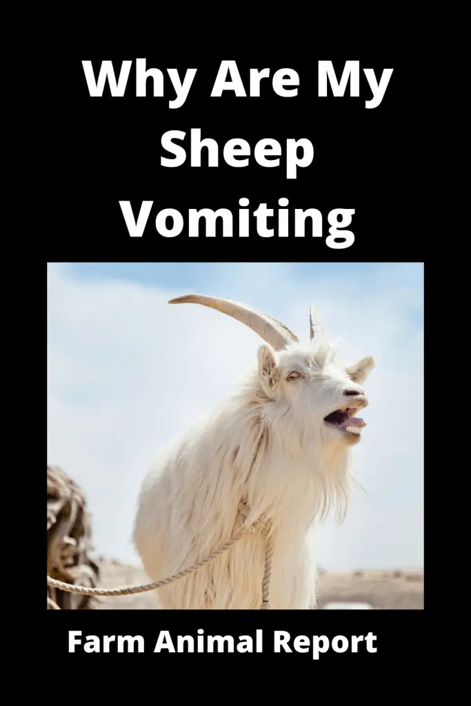 Why Are My Sheep Vomiting? (with 3 Videos) 2