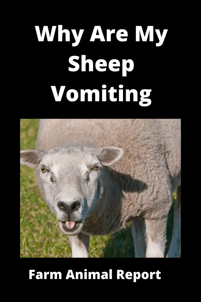 Why Are My Sheep Vomiting? (with 3 Videos) 3
