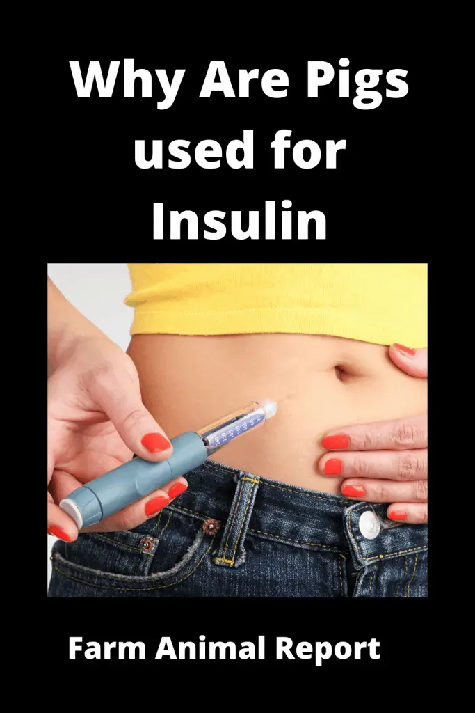 Is Insulin Made from Pigs? 1