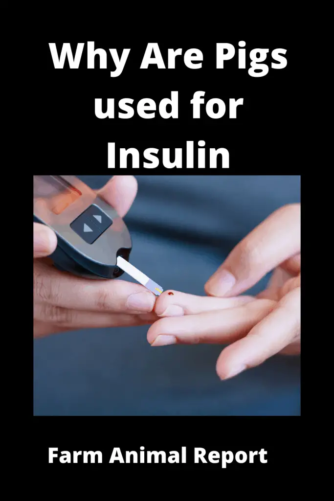 Is Insulin Made from Pigs? 3