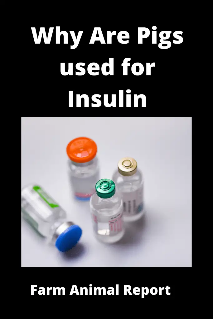 Is Insulin Made from Pigs? 4