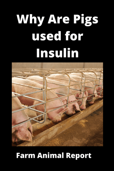 Is Insulin Made From Pigs?