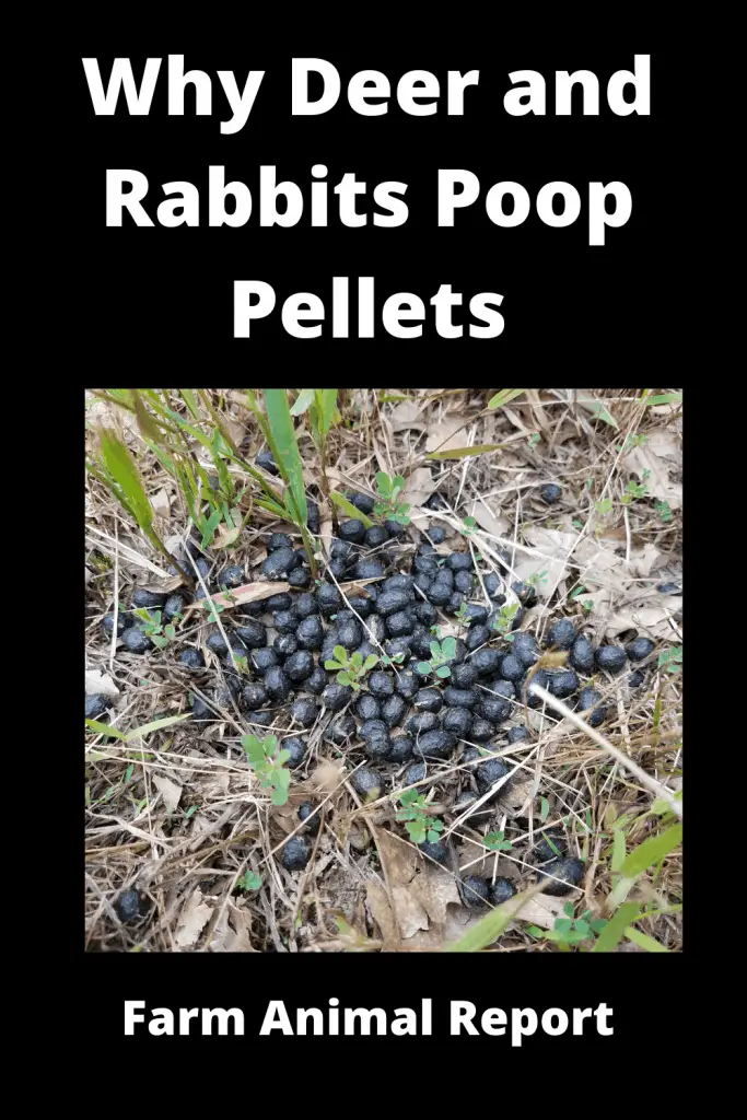 At first glance, deer poop and rabbit poop may not look all that different. However, there are a few key ways to tell them apart. For one, deer droppings are usually larger and more oblong in shape than rabbit droppings. Additionally, deer droppings tend to be darker in color and have a smoother texture, while rabbit droppings are usually lighter in color and have a more granular texture. Finally, deer droppings often contain bits of undigested vegetation, while rabbit droppings typically do not. So the next time you're out in the woods, take a closer look at the animal droppings you see - you might just be able to tell which critter left them behind!