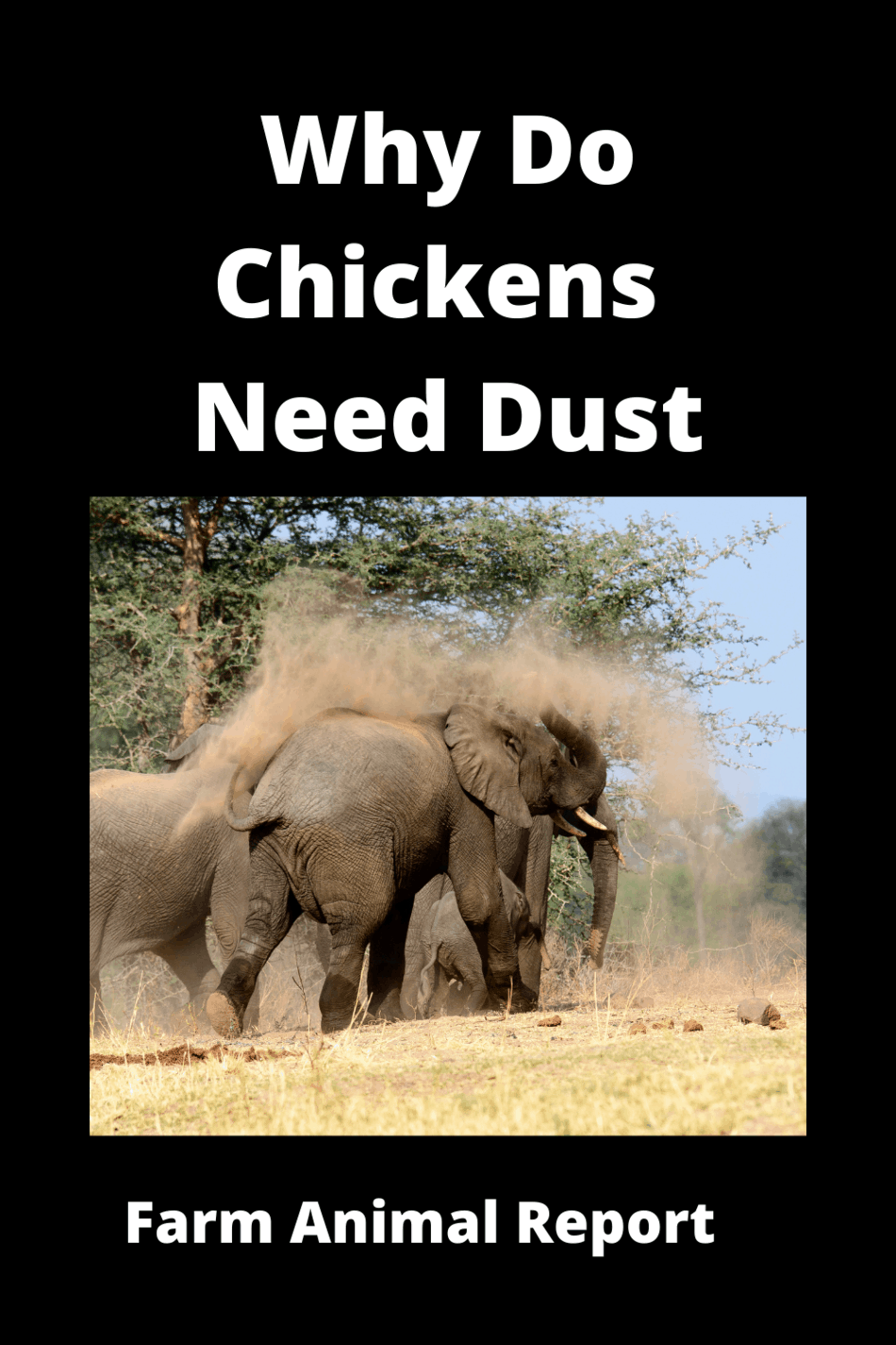 3 Reasons Why Do Your Chickens Roll In The Dirt? (2024)