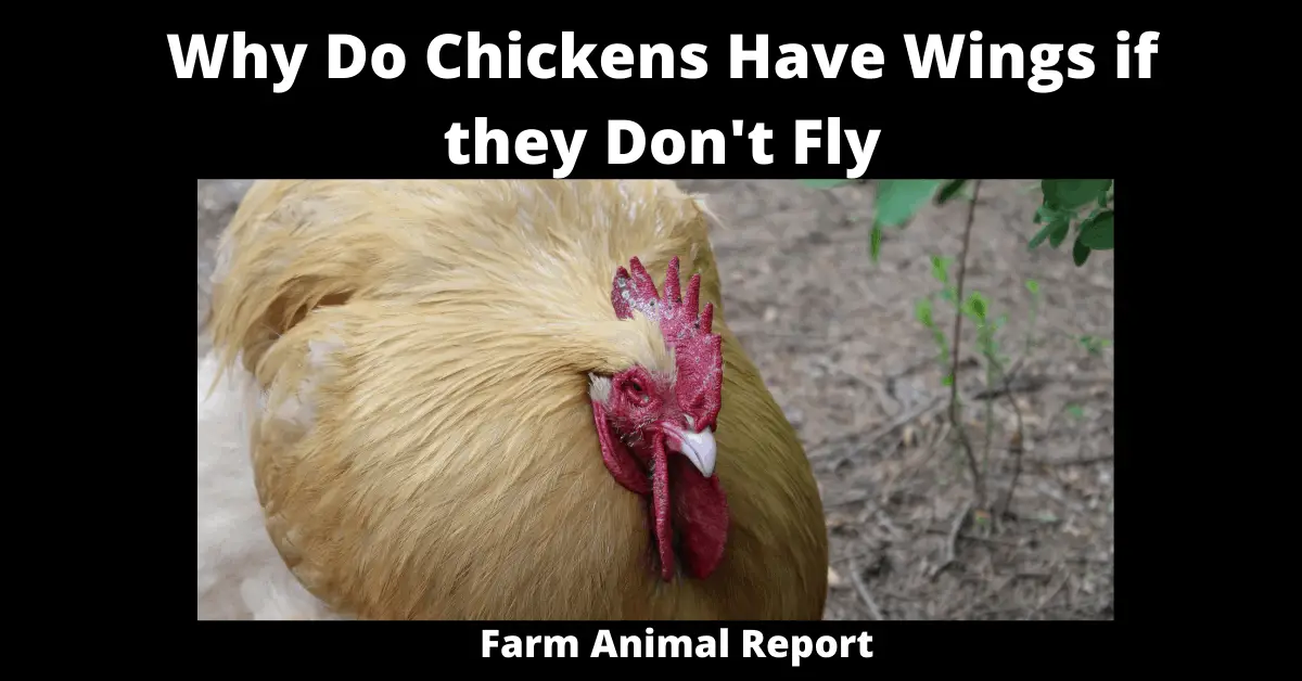 Why Do Chickens Have Wings if they Don't Fly