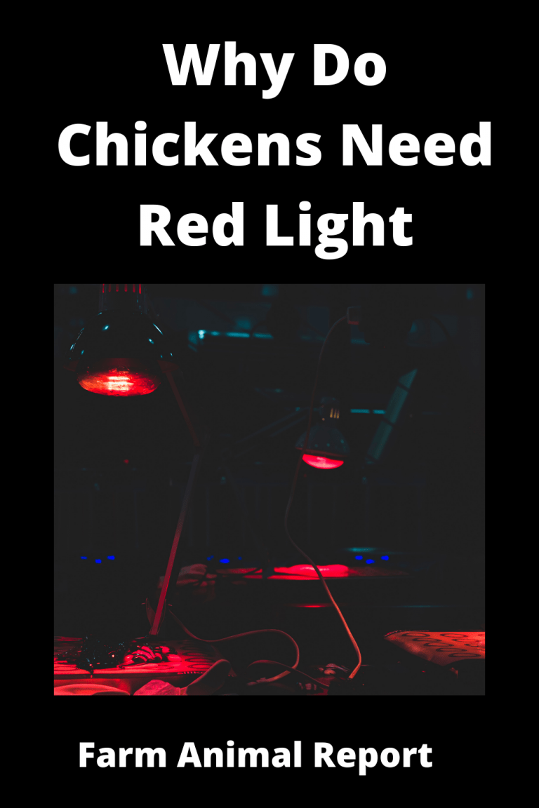 Can A Chicken See Red Light Can Chickens See Red Light Chicken