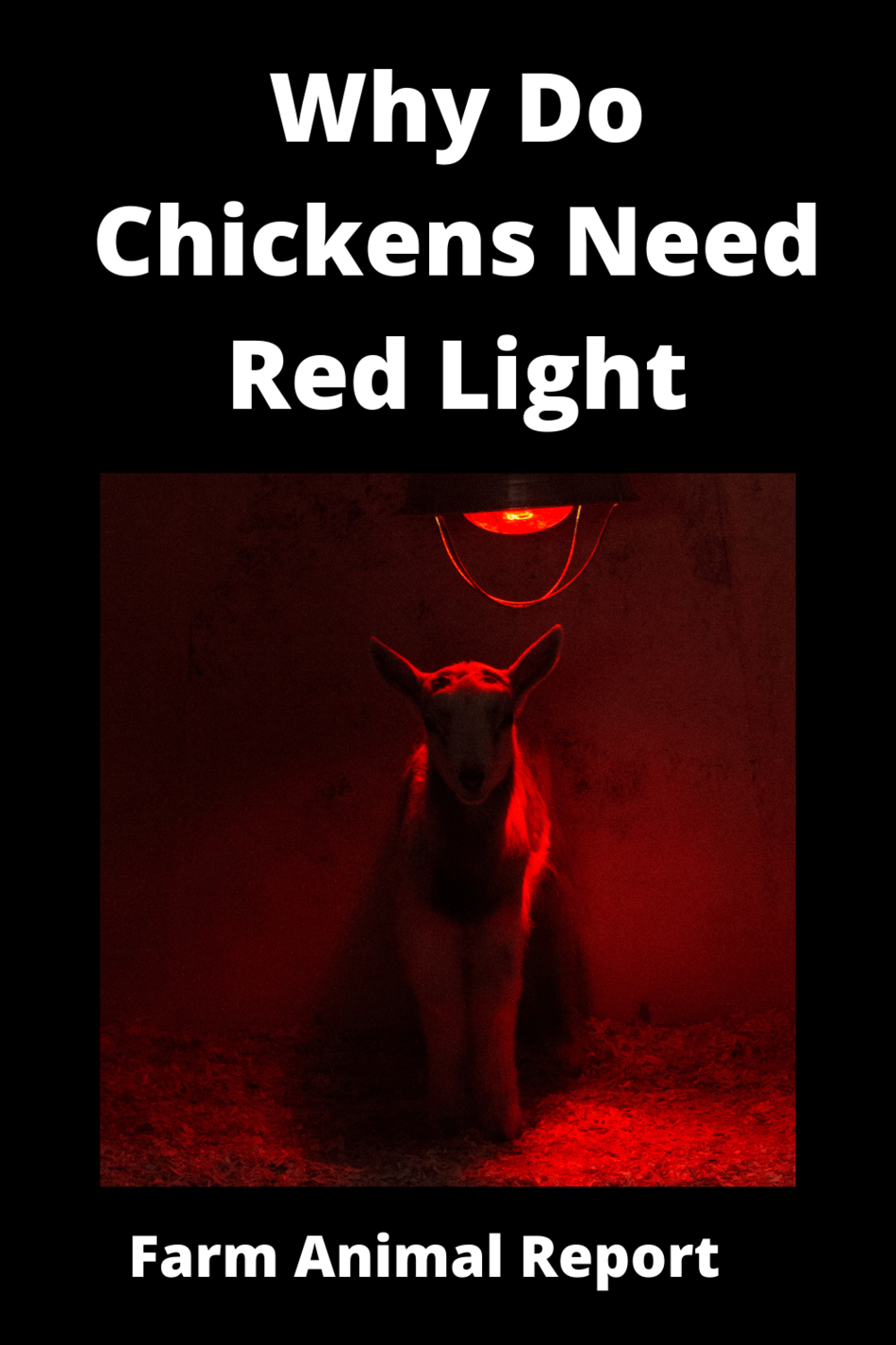 Can A Chicken See Red Light Can Chickens See Red Light Chicken