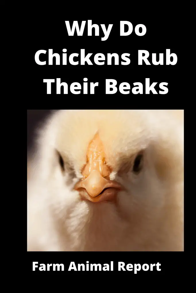 Why Do Chickens Rub Their Beaks on the Ground? Trimming Videos 2