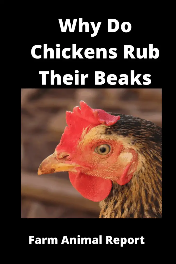 Why Do Chickens Rub Their Beaks on the Ground? Trimming Videos 3