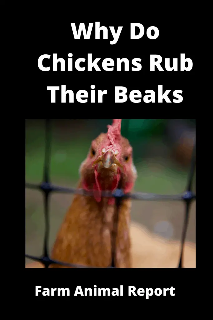 Why Do Chickens Rub Their Beaks on the Ground? Trimming Videos 4