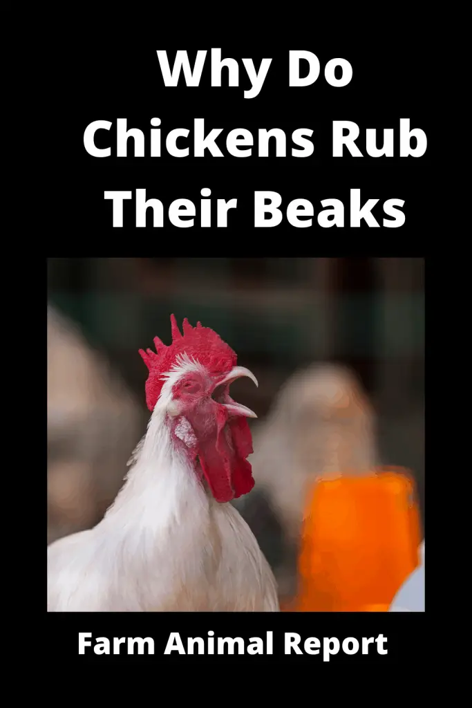 Why Do Chickens Rub Their Beaks on the Ground? Trimming Videos 1