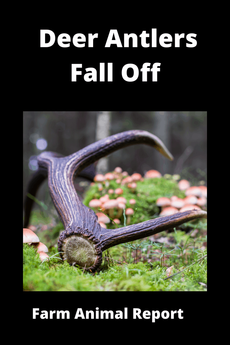 Why Do Deer Antlers Falling Off / Videos