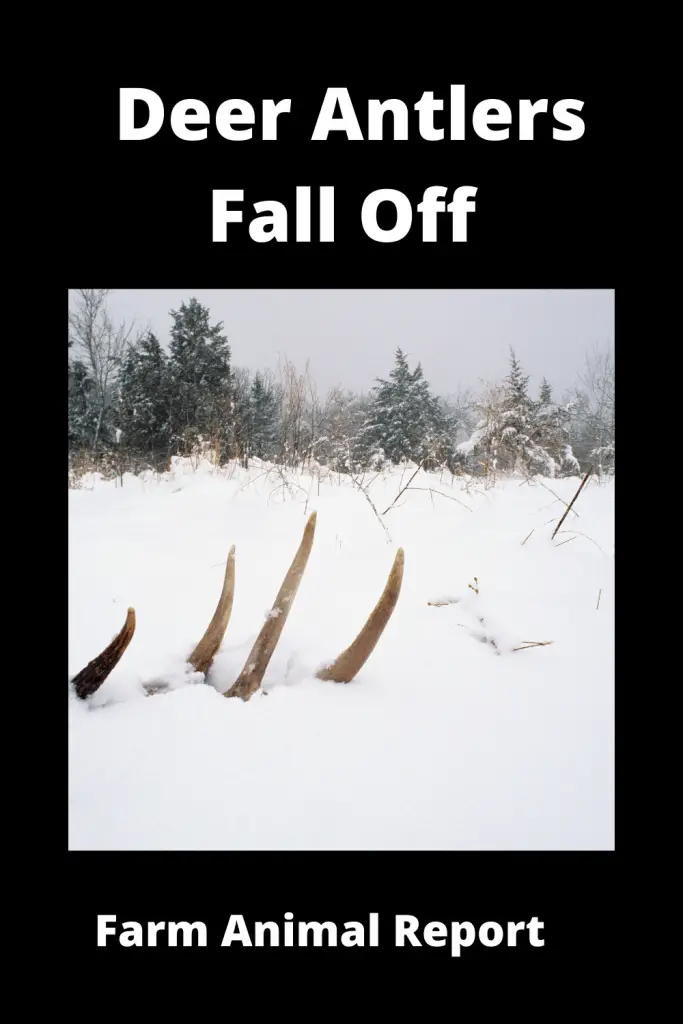 Why Do Deer Antlers Falling Off / Videos 2