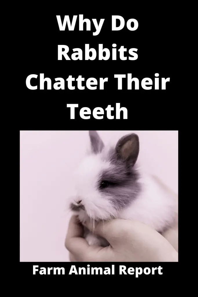 Why Teeth Grinding in Rabbits / With Sound **CHATTER** 2