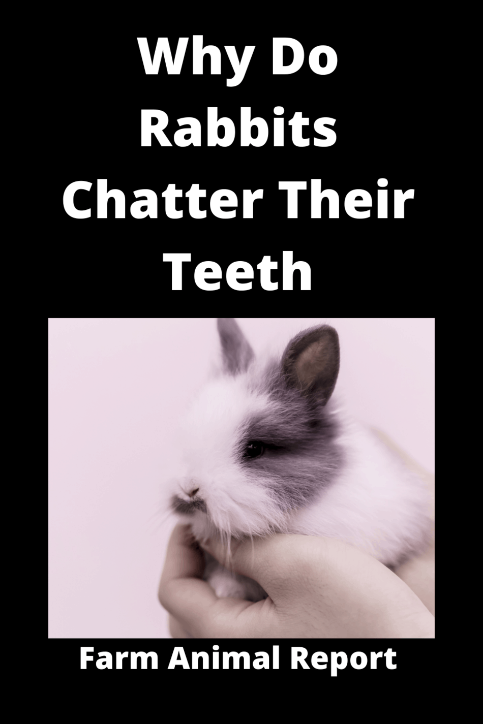 Why Teeth Grinding In Rabbits / With Sound **CHATTER**