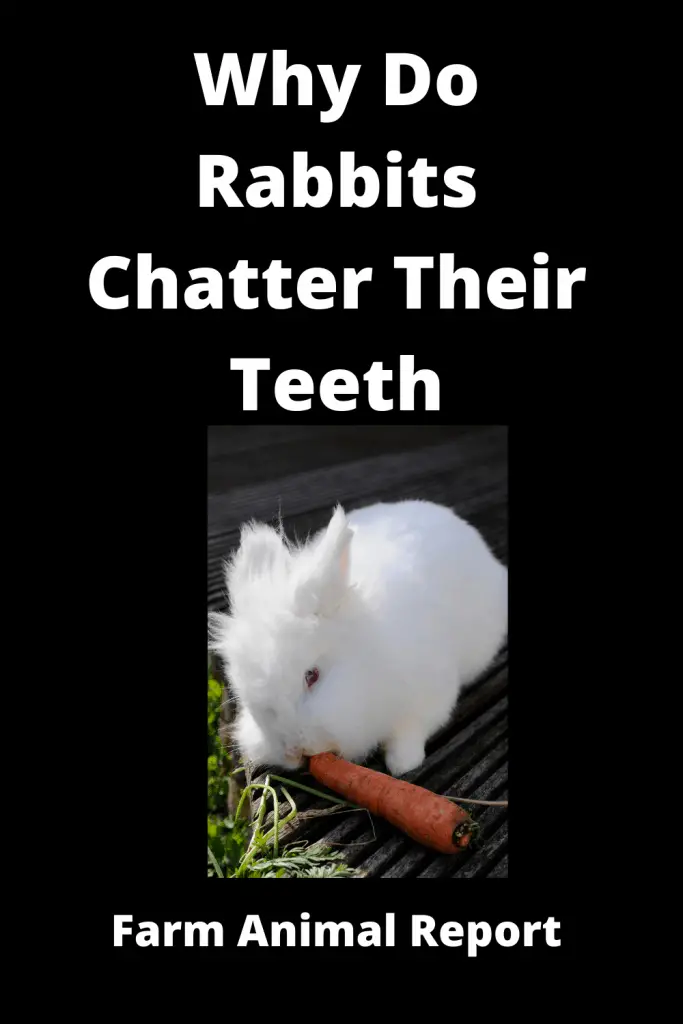 Why Teeth Grinding in Rabbits / With Sound **CHATTER** 3