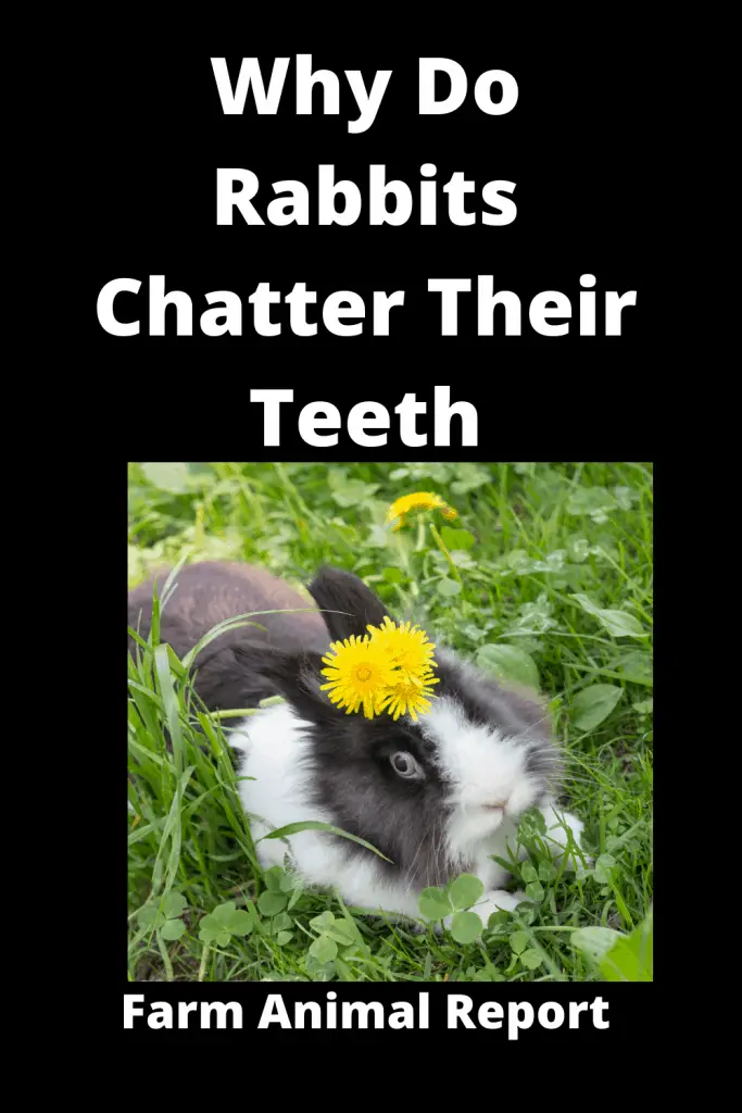 Why Teeth Grinding in Rabbits / With Sound **CHATTER** 1