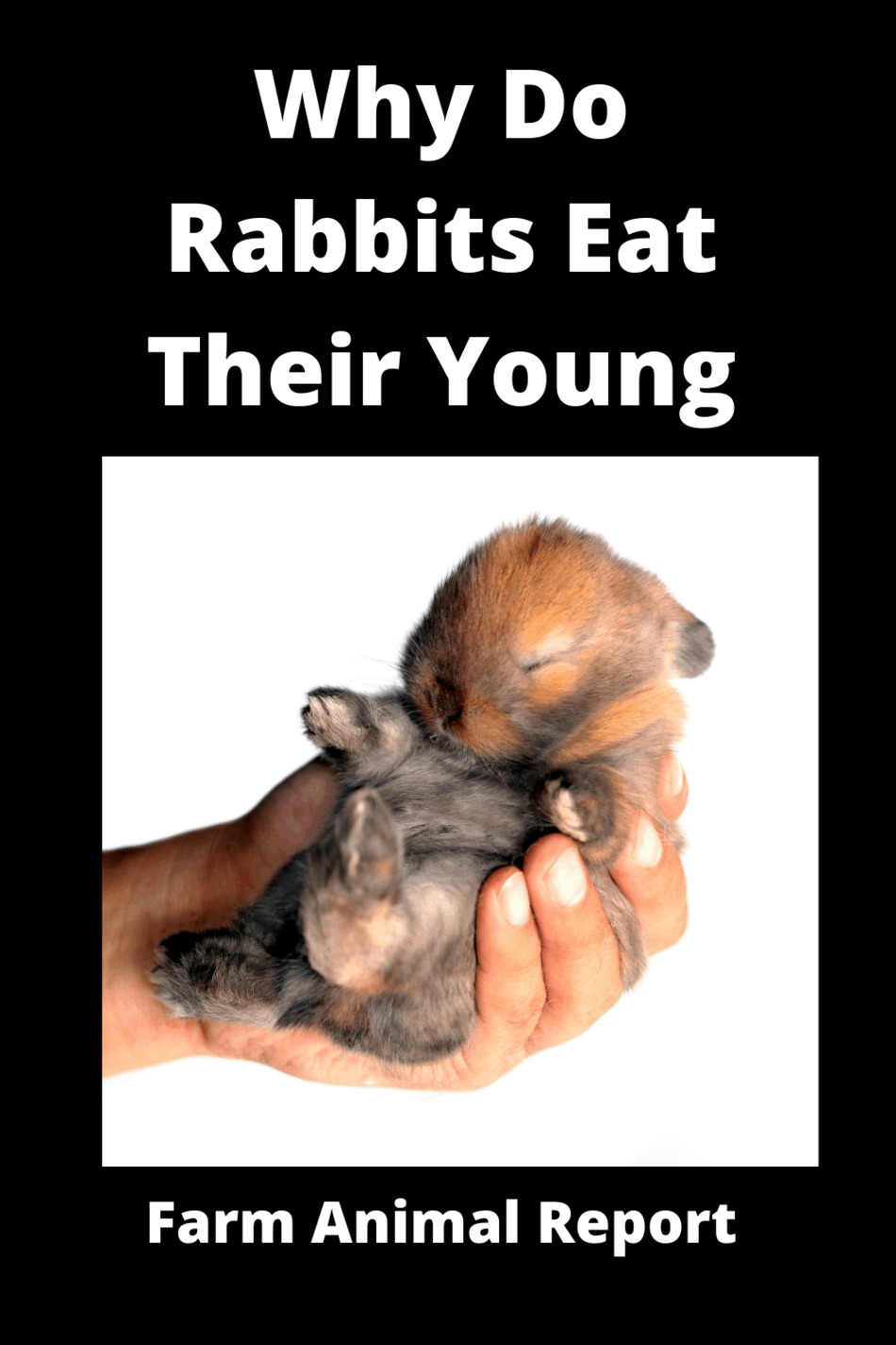 Why Do Rabbits Eat Their Babies? (2024)