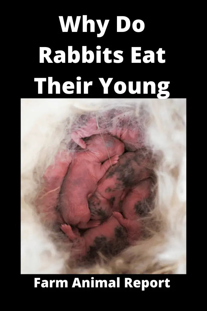 Why Do Rabbits Eat Their Babies? (2023) 3