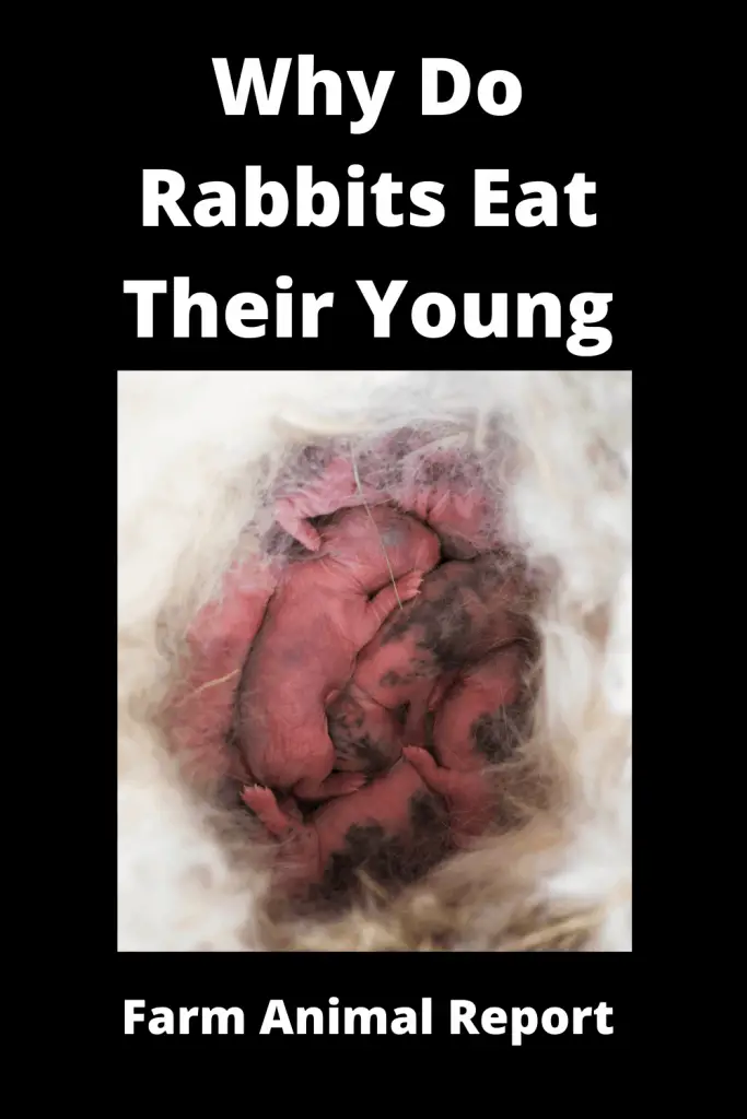 Why Do Rabbits Eat Their Babies? (2023) 4