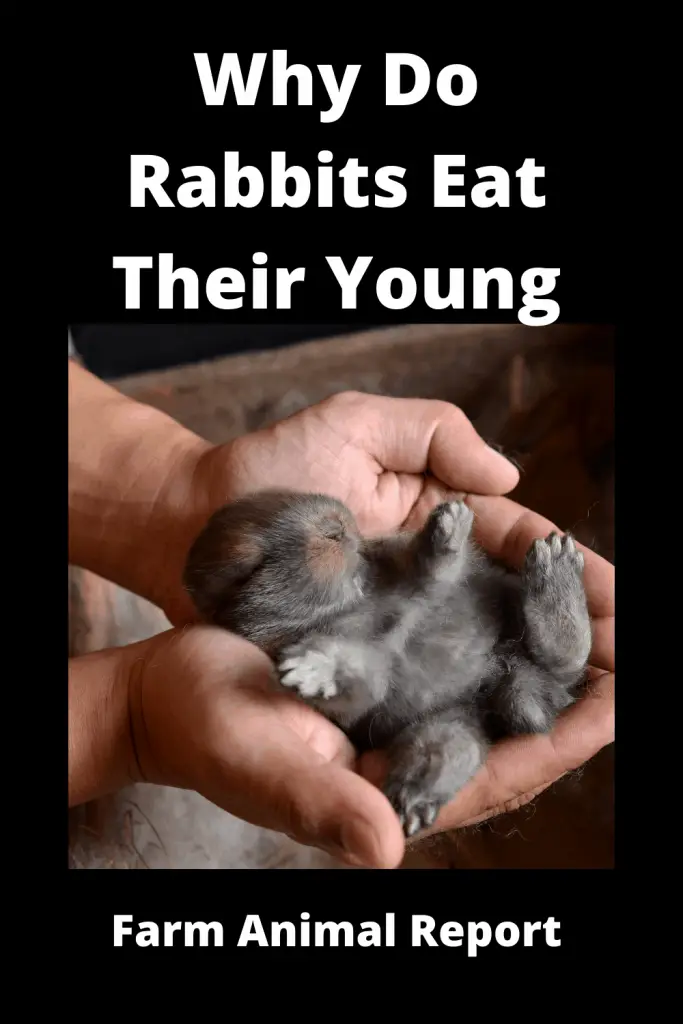 Why Do Rabbits Eat Their Babies? (2023) 1