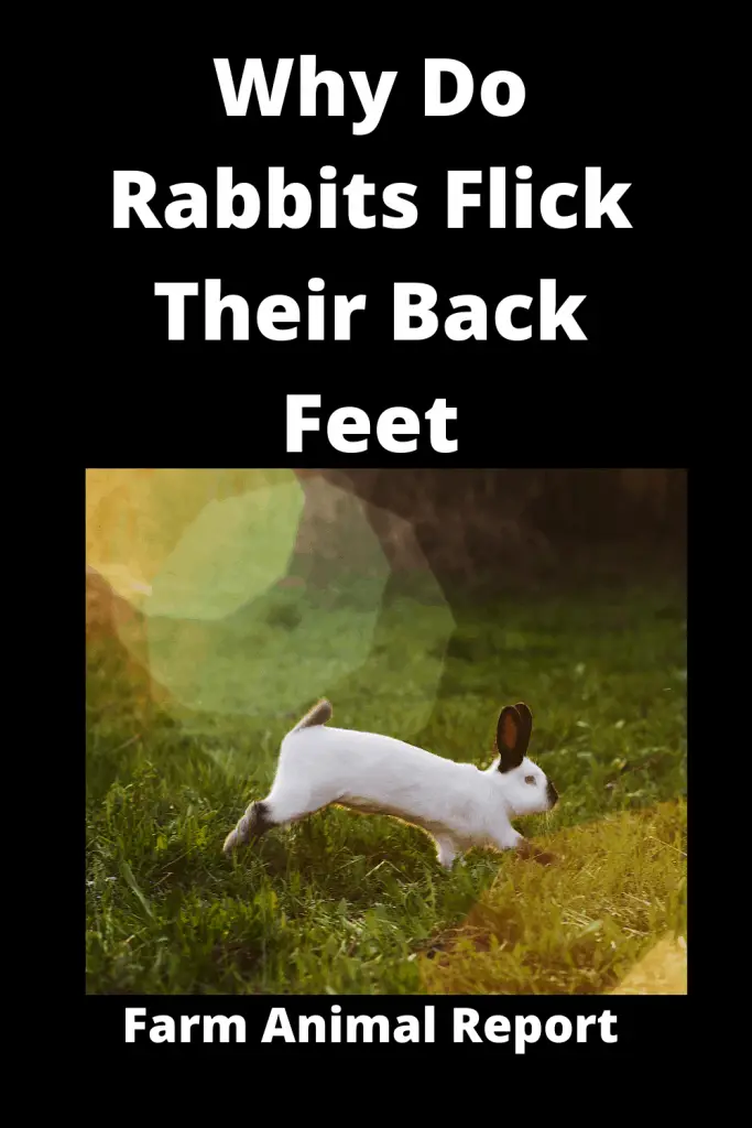 Why Do Rabbits Flick Their Back Feet **2024** 1