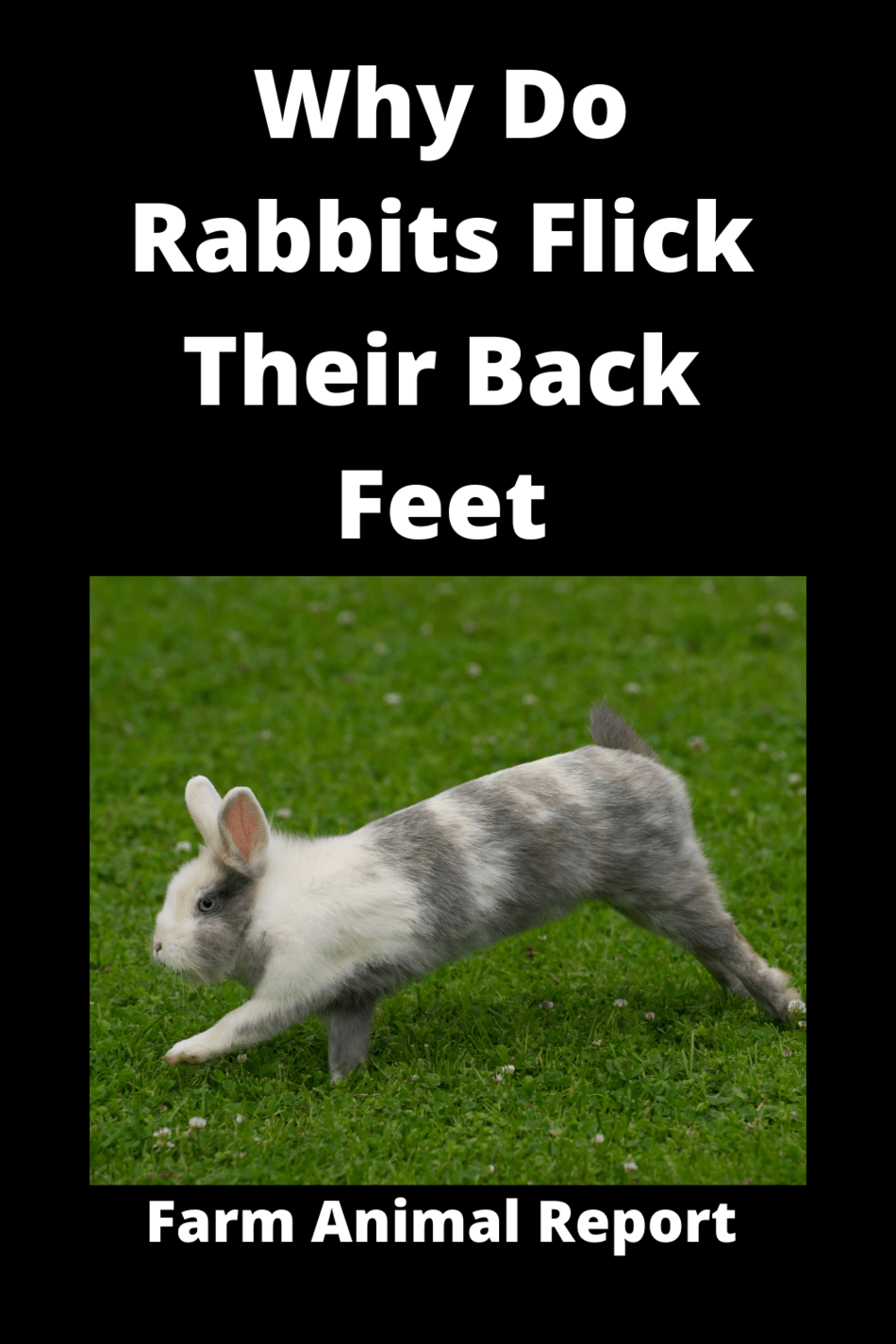 Why Do Rabbits Flick Their Back Feet **2024**