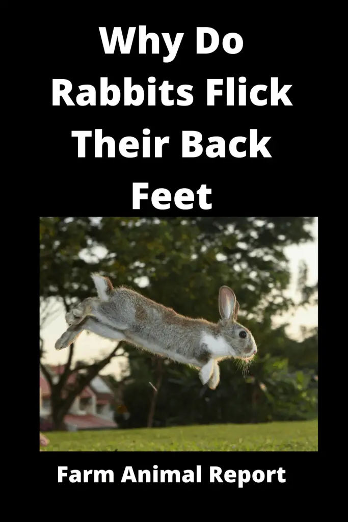 Why Do Rabbits Flick Their Back Feet **2022** 3
