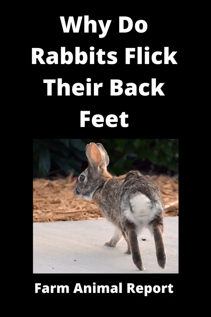 Why Do Rabbits Flick Their Back Feet **2024** 4