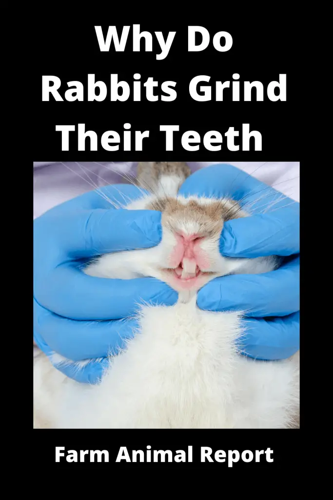 Why Do Bunnies Grind Their Teeth - Tusks / Stress / Fear 1