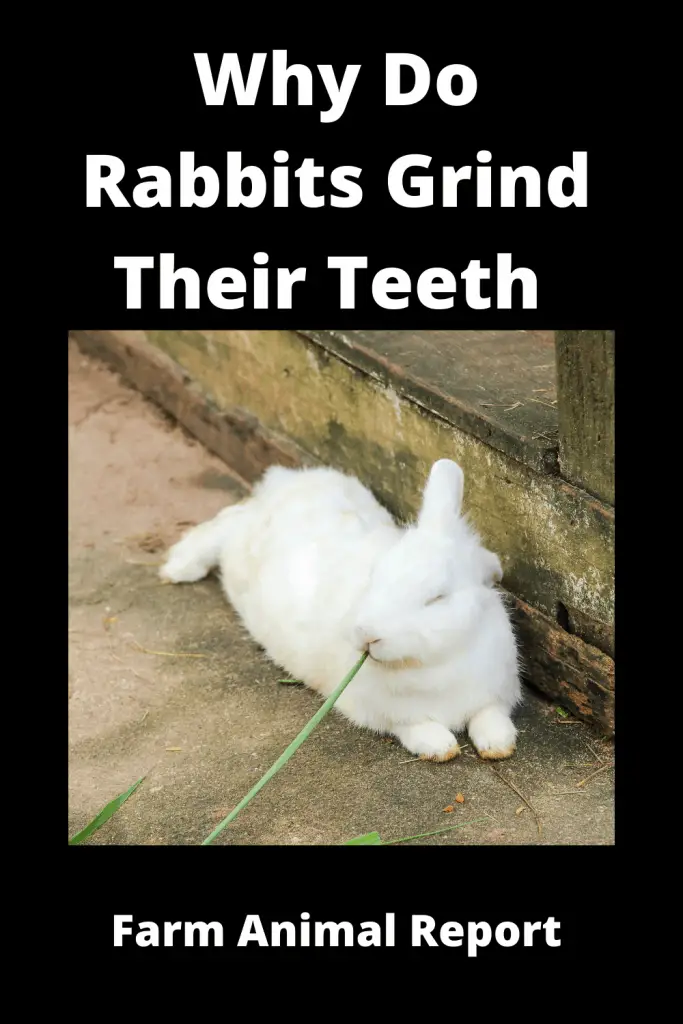 Why Do Bunnies Grind Their Teeth - Tusks / Stress / Fear 3