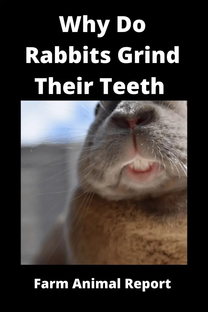 Why Do Bunnies Grind Their Teeth - Tusks / Stress / Fear 4
